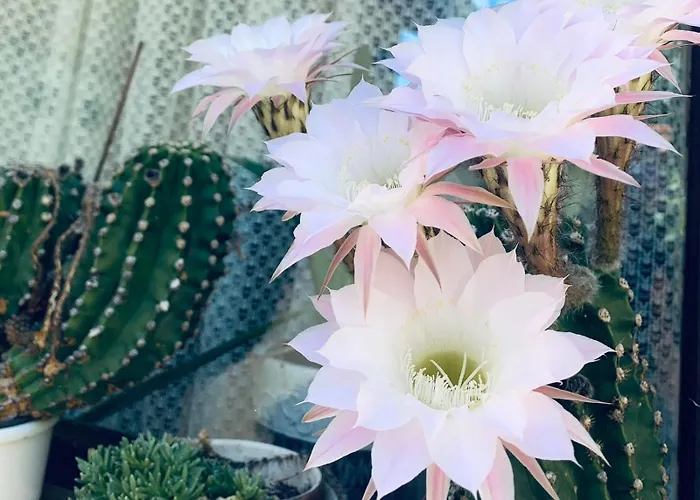 Apartman More Lejlighed *