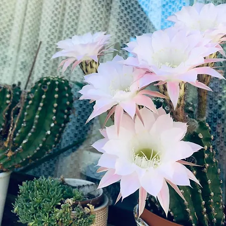 Apartman More Apartman *